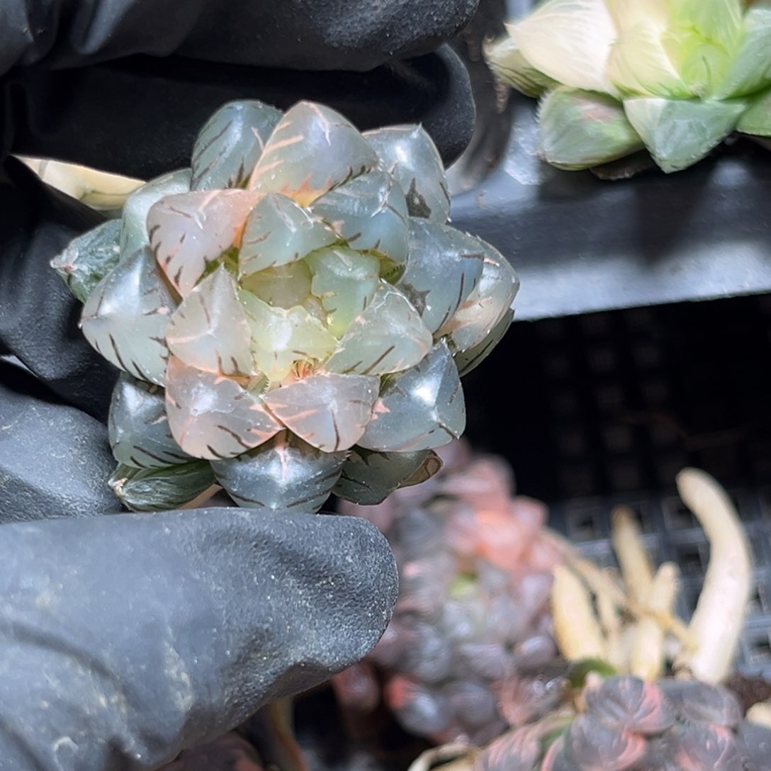 233.888888888888888888