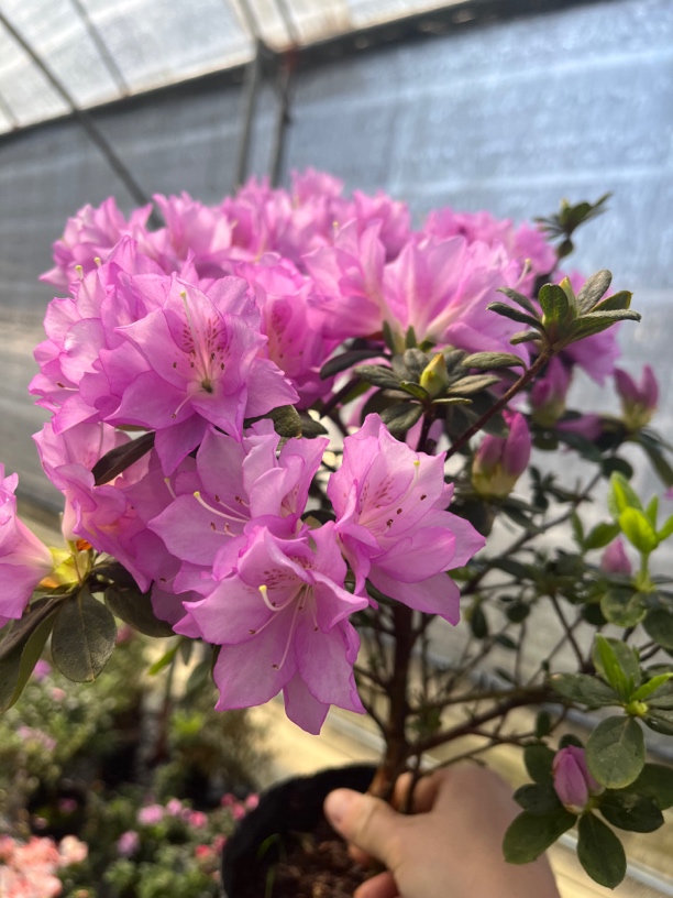 皋月杜鹃日本进口东洋杜鹃庭院阳台花卉绿植一物一拍