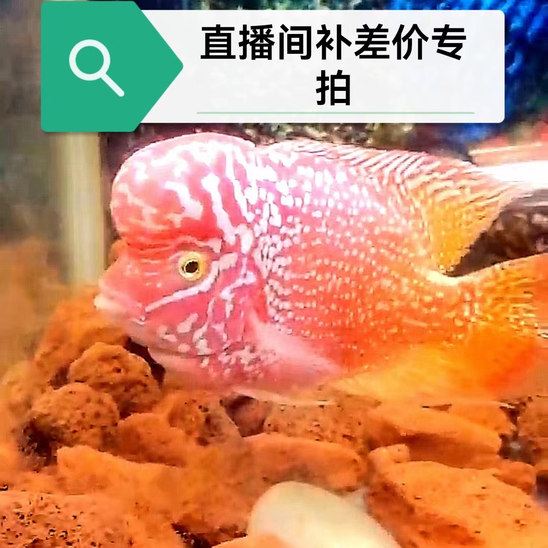 罗汉鱼直播间专用   自家渔场繁殖  私下勿拍天使鱼