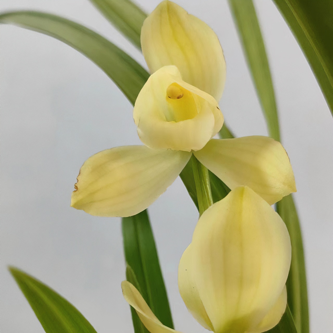 兰花室内盆栽蕙兰春兰春剑春季栽培开花