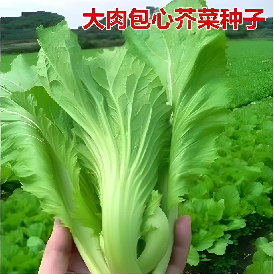 四季大肉包心芥菜种籽腌制酸菜大芥菜种子高产早熟阳台盆栽蔬菜种
