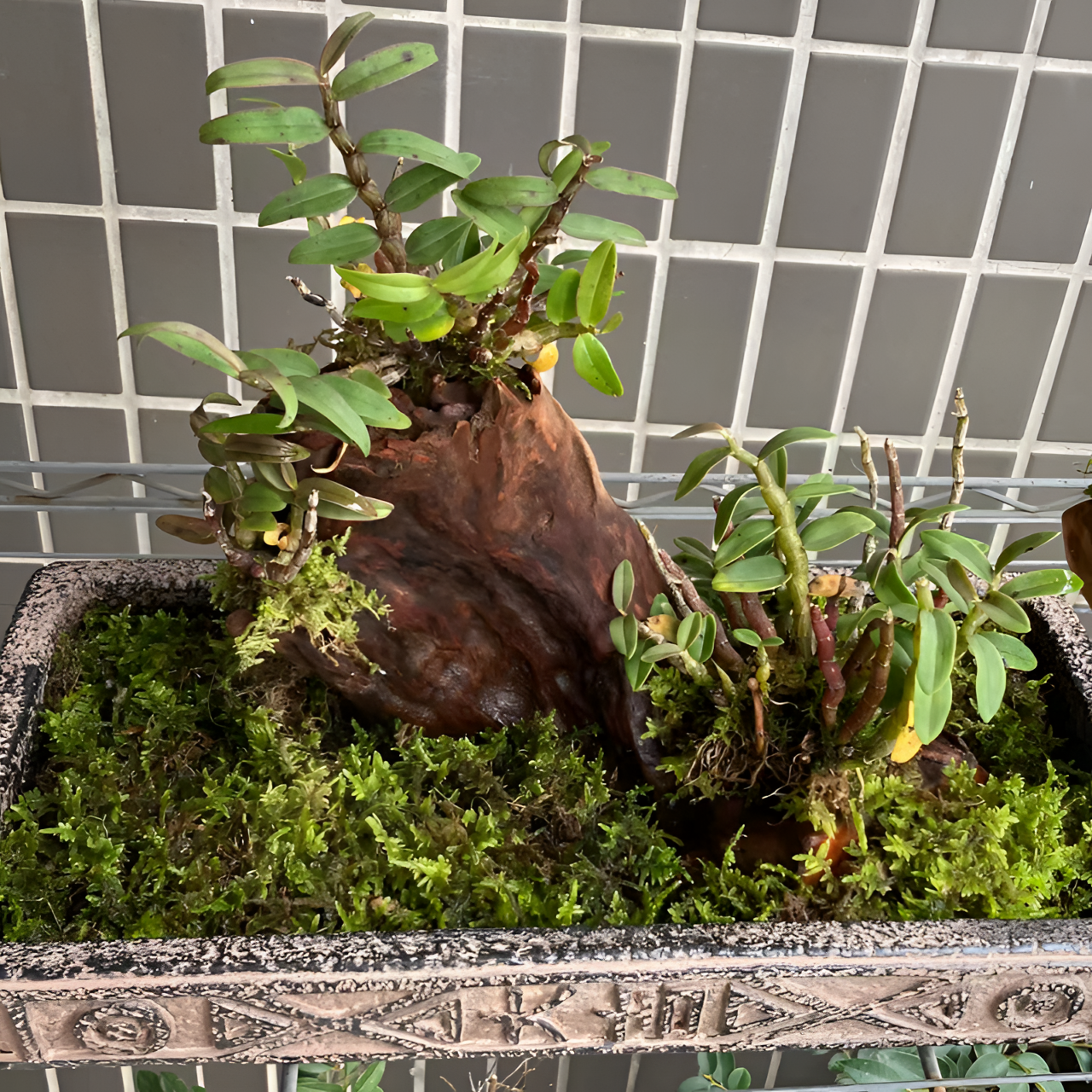 石斛兰花类绿植景观苗盆栽一物一拍专属