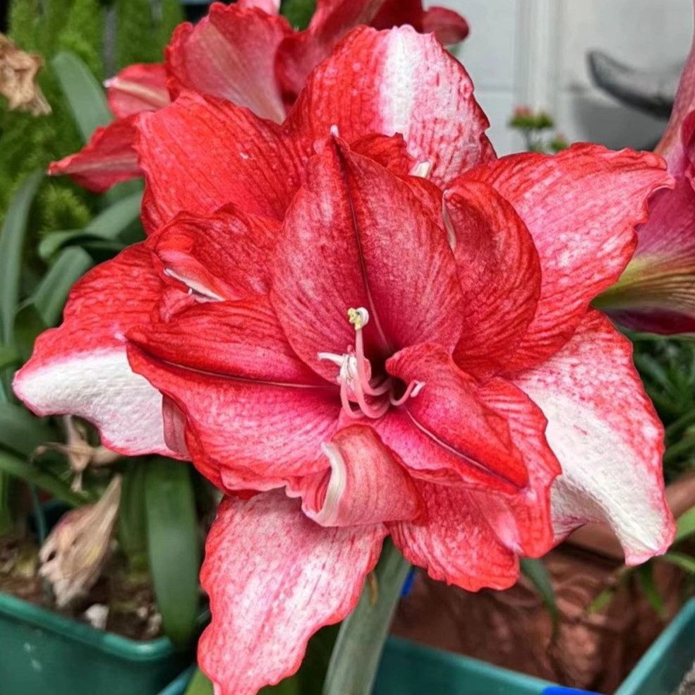  辰父朱「物华天宝」辰父经典作品 朱顶红 多年生种球