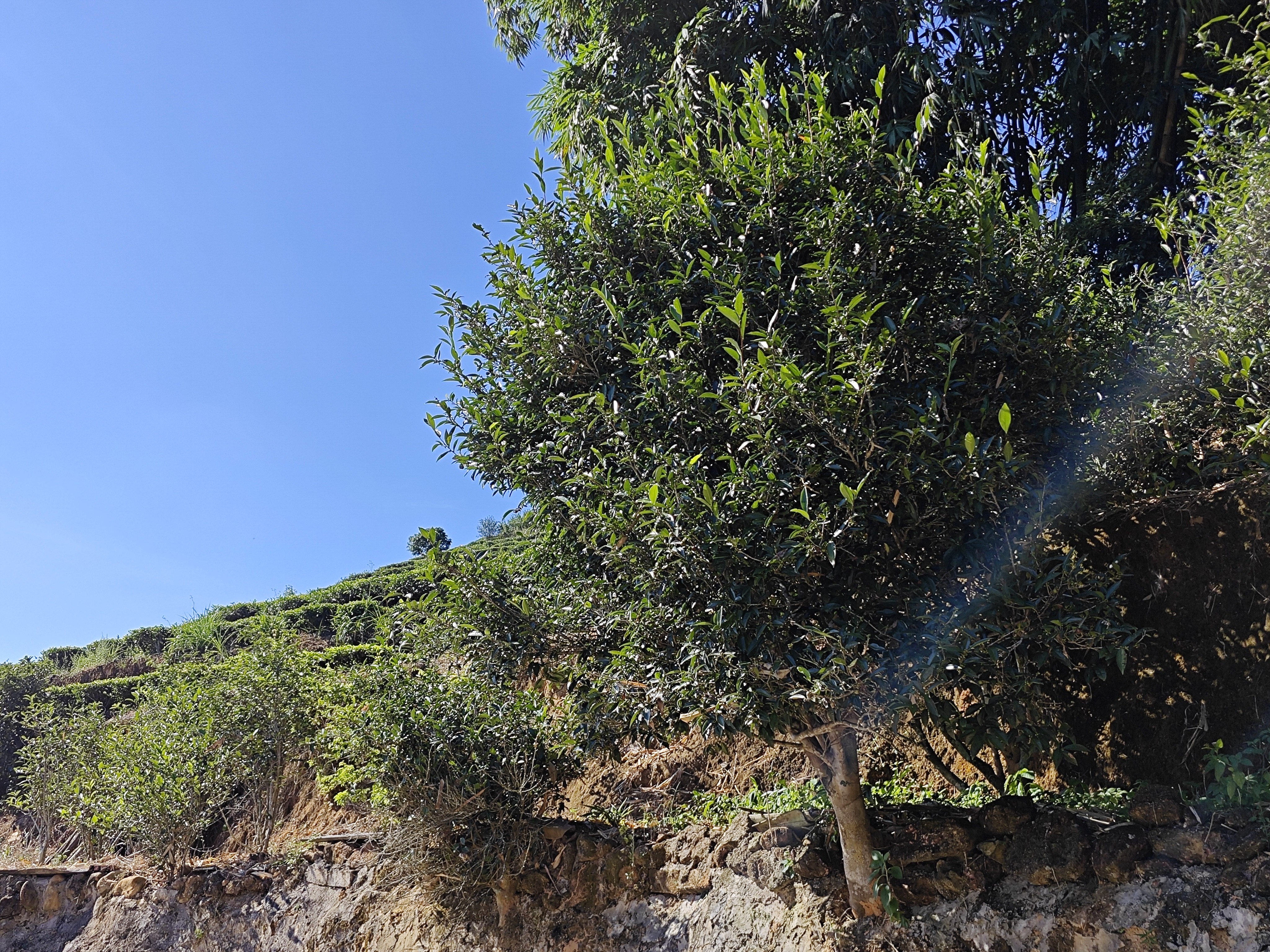 2025新春大乌叶 橘子花香