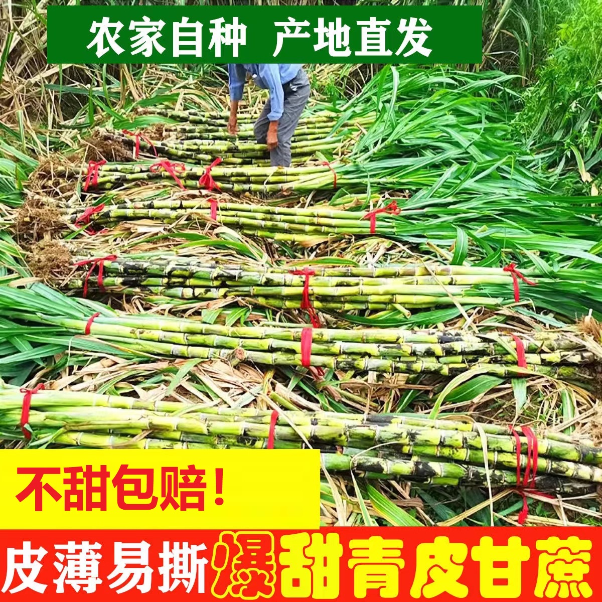 四川青皮甘蔗新鲜农家现砍现发当季水果整箱批发应季水果薄皮甘蔗
