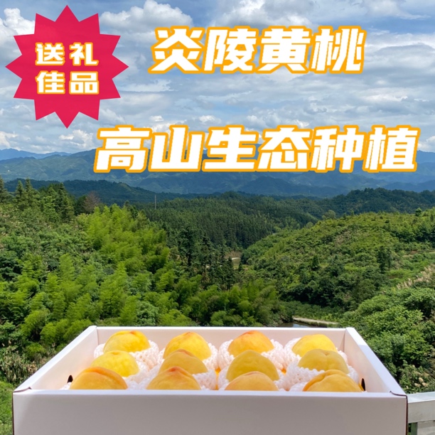 正宗炎陵黄桃甜脆多汁夏日尝鲜产地直发树上熟现摘新鲜大黄桃