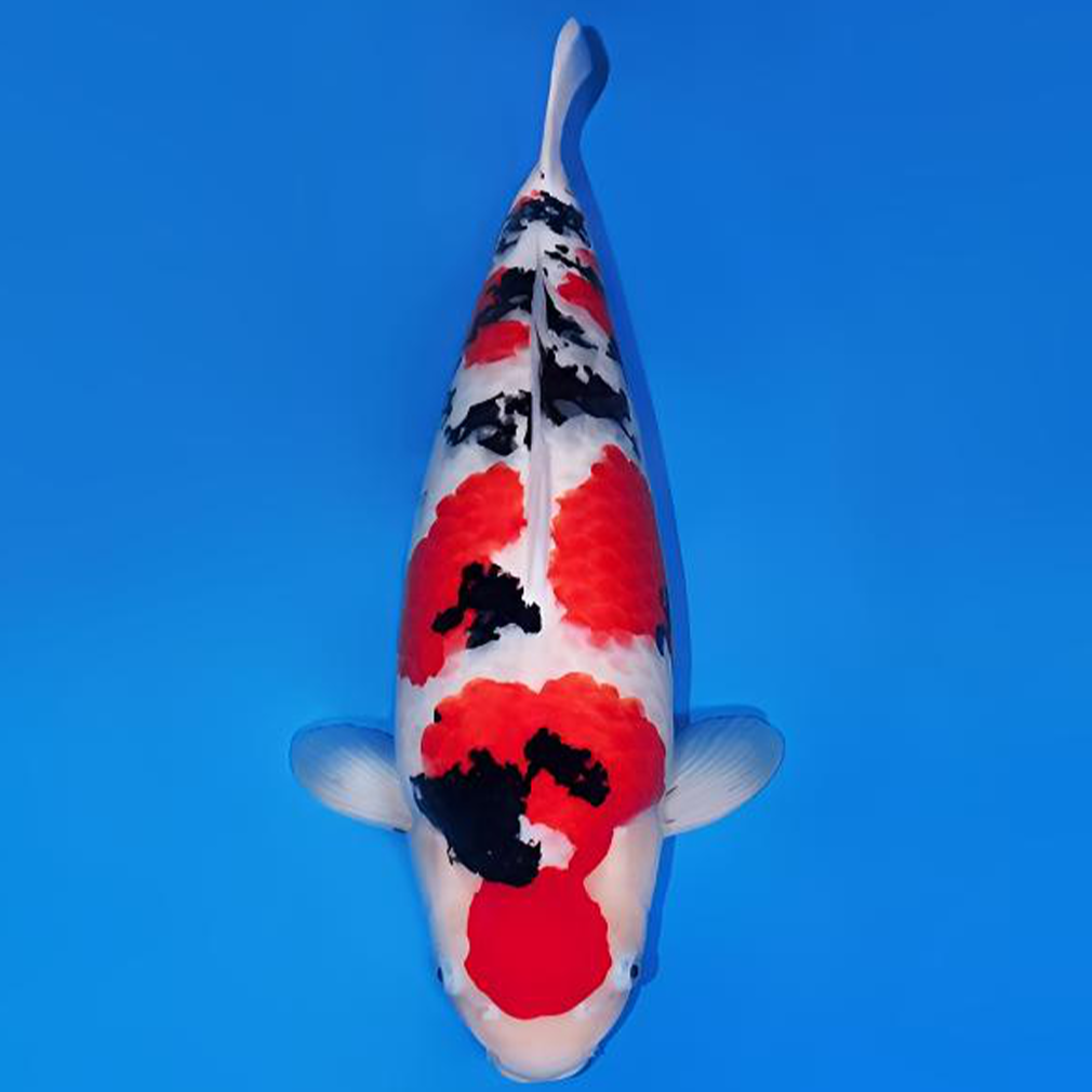 锦鲤鱼观赏鱼直播包邮