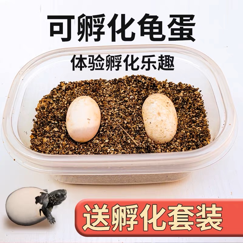 小汪出品 乌龟孵化蛋包孵化出壳，不出壳包退