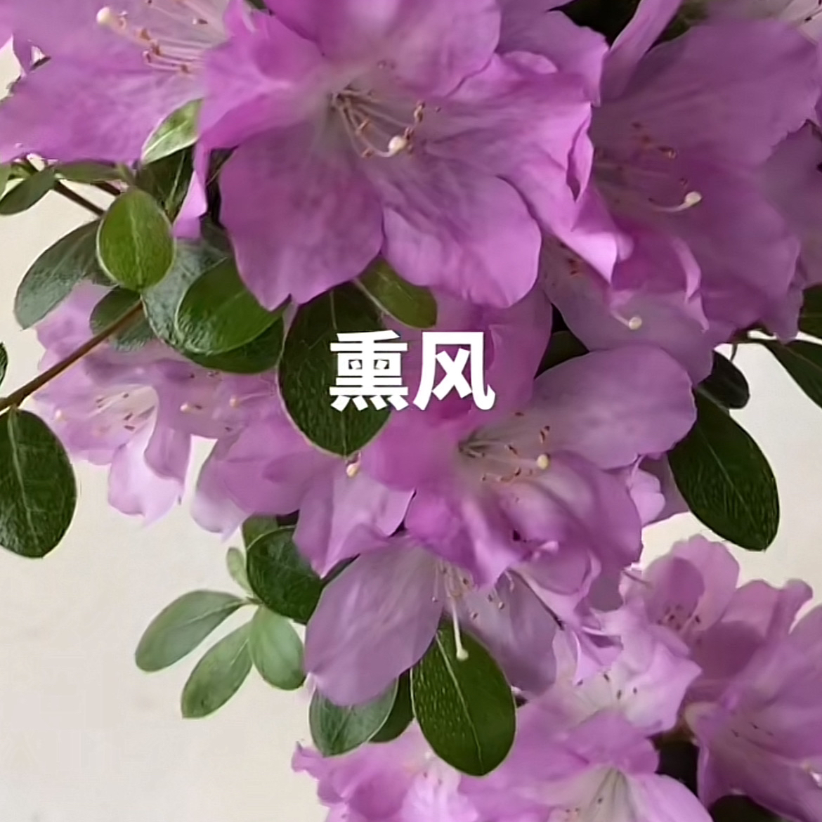 熏风杜鹃一物一杜鹃花