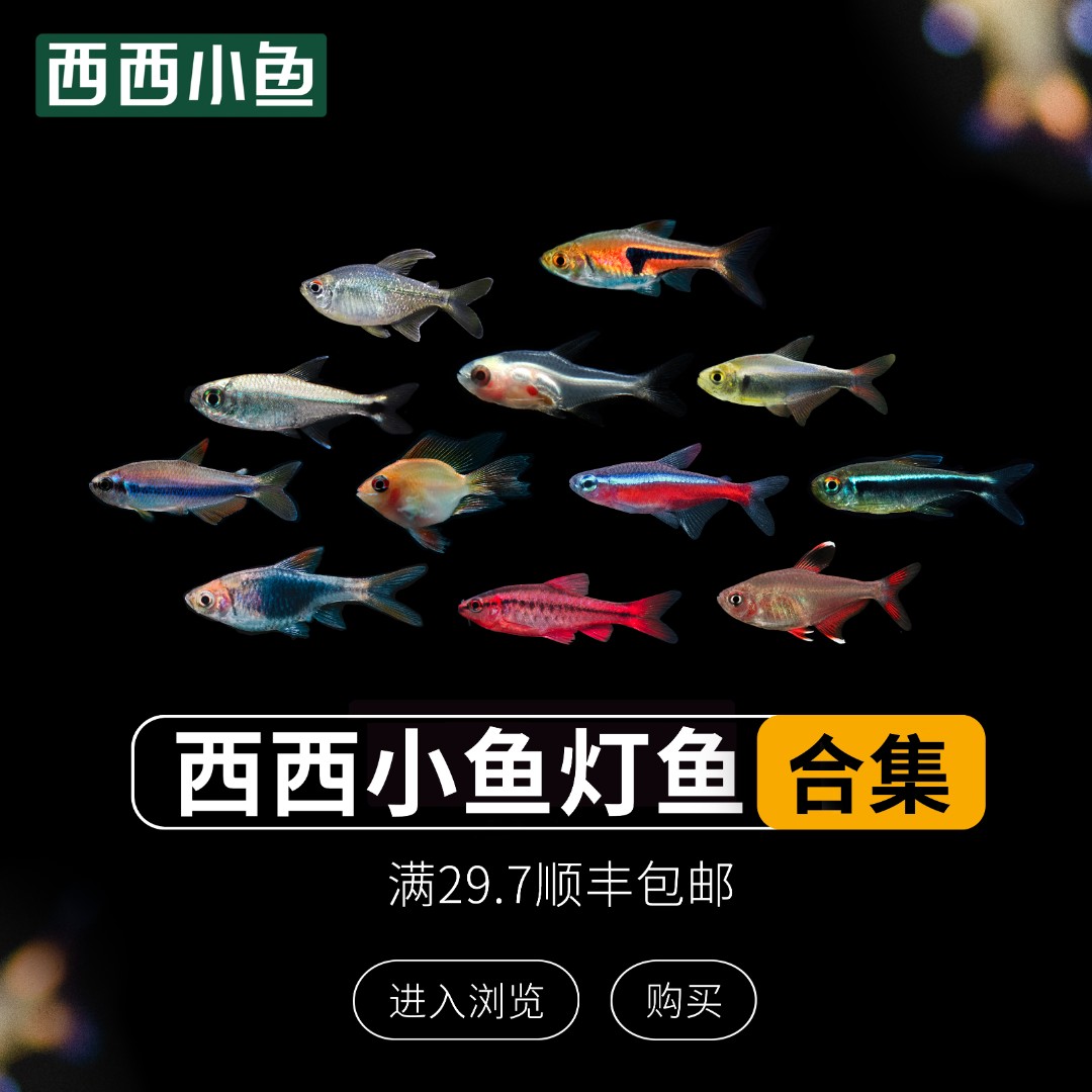 西西小鱼 灯鱼集合满29.7元顺丰包邮