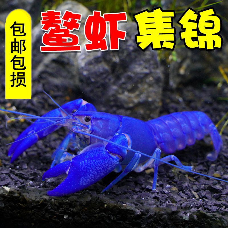 鳌虾观赏虾鲜活鱼缸小虾淡水宠物佛蓝白橘龙纹人工天空蓝魔小龙虾