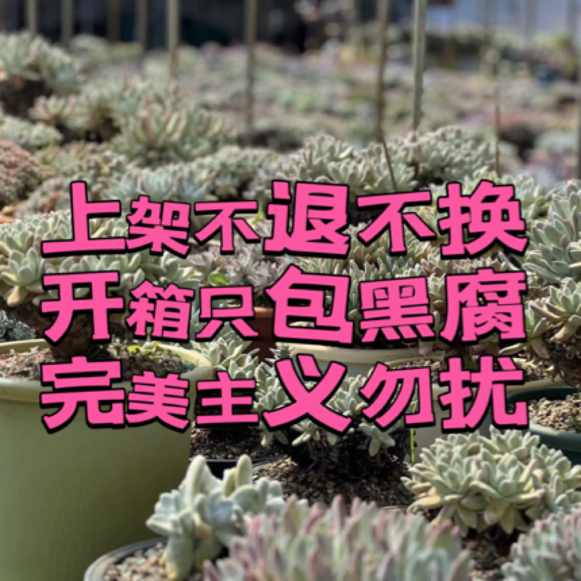 仙女杯3号128链接