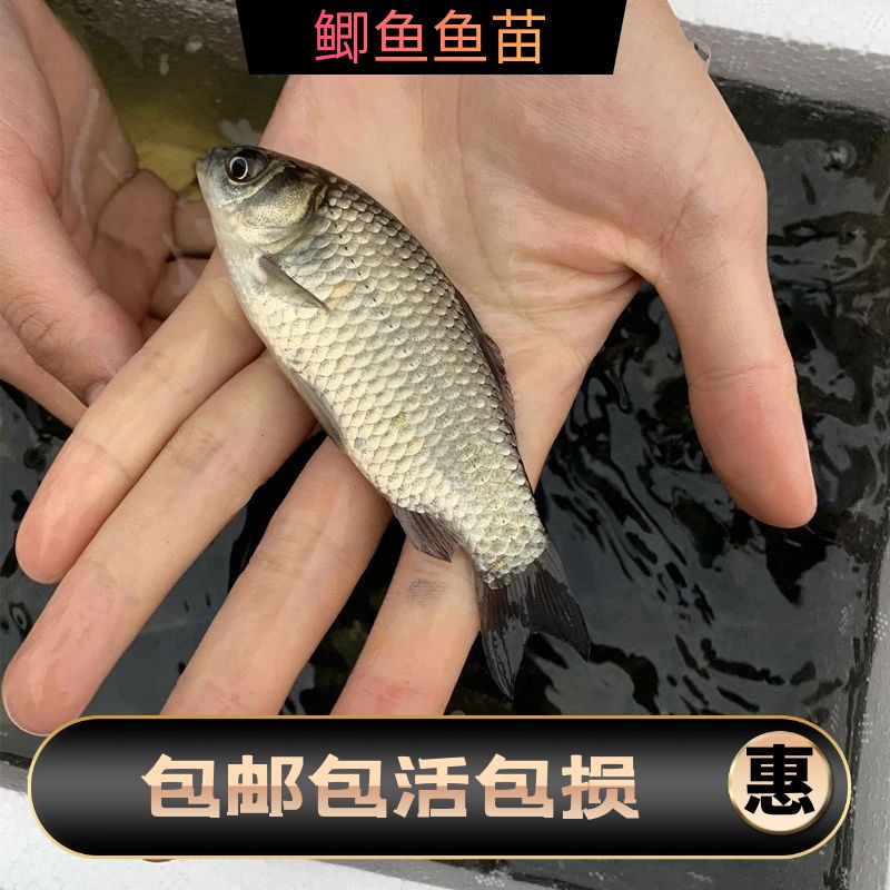 鲫鱼鱼苗 中科鲫鱼苗 活体水族宠物鱼 淡水观赏鱼 易活好养的鱼