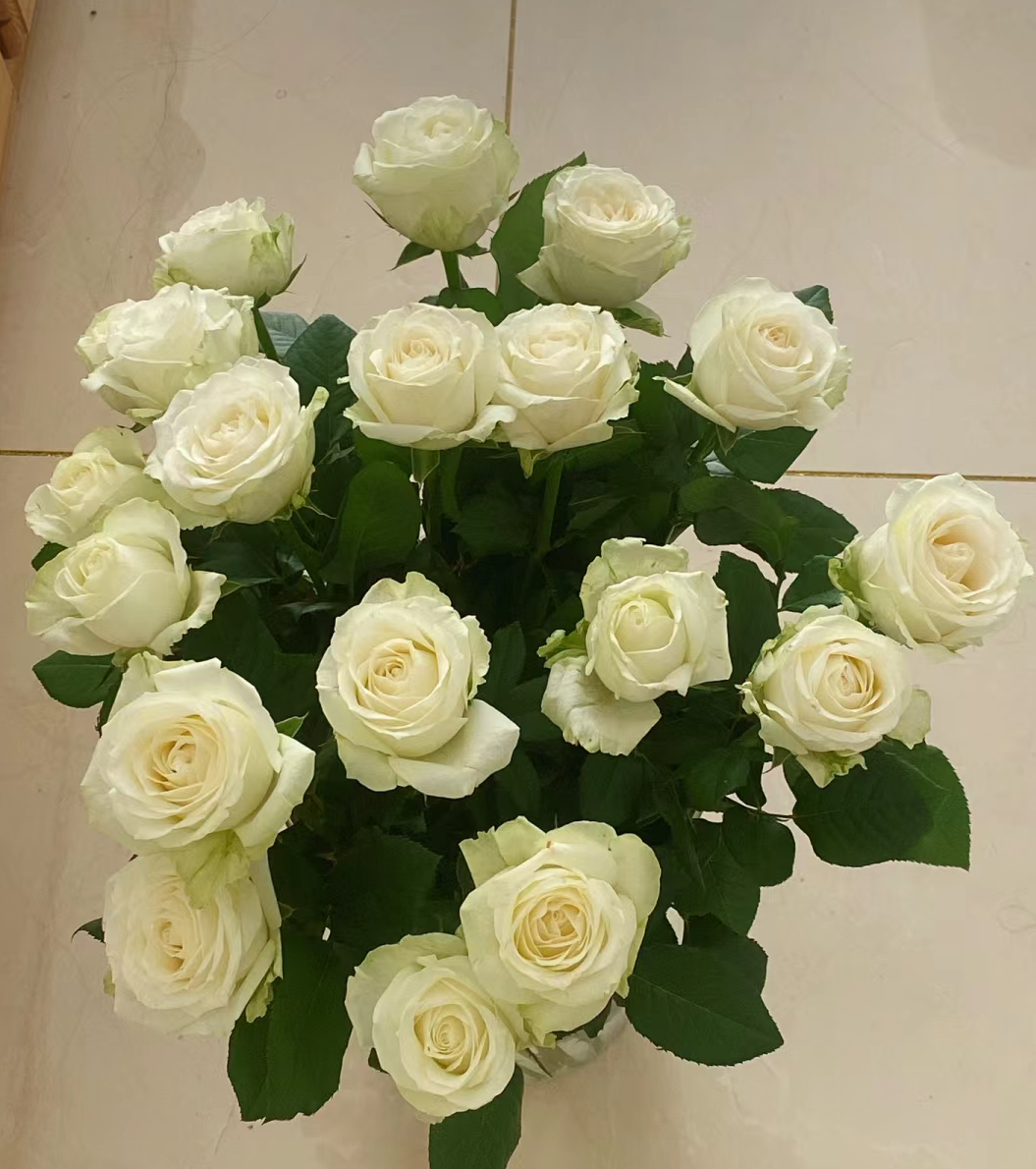 鲜花【单头玫瑰 白雪山 20枝】