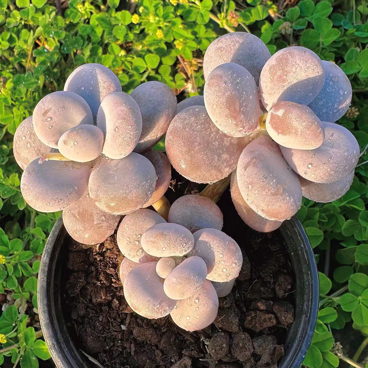 慢悠花房原始奶酪群多肉绿植园艺盆栽花卉庭院多肉植物