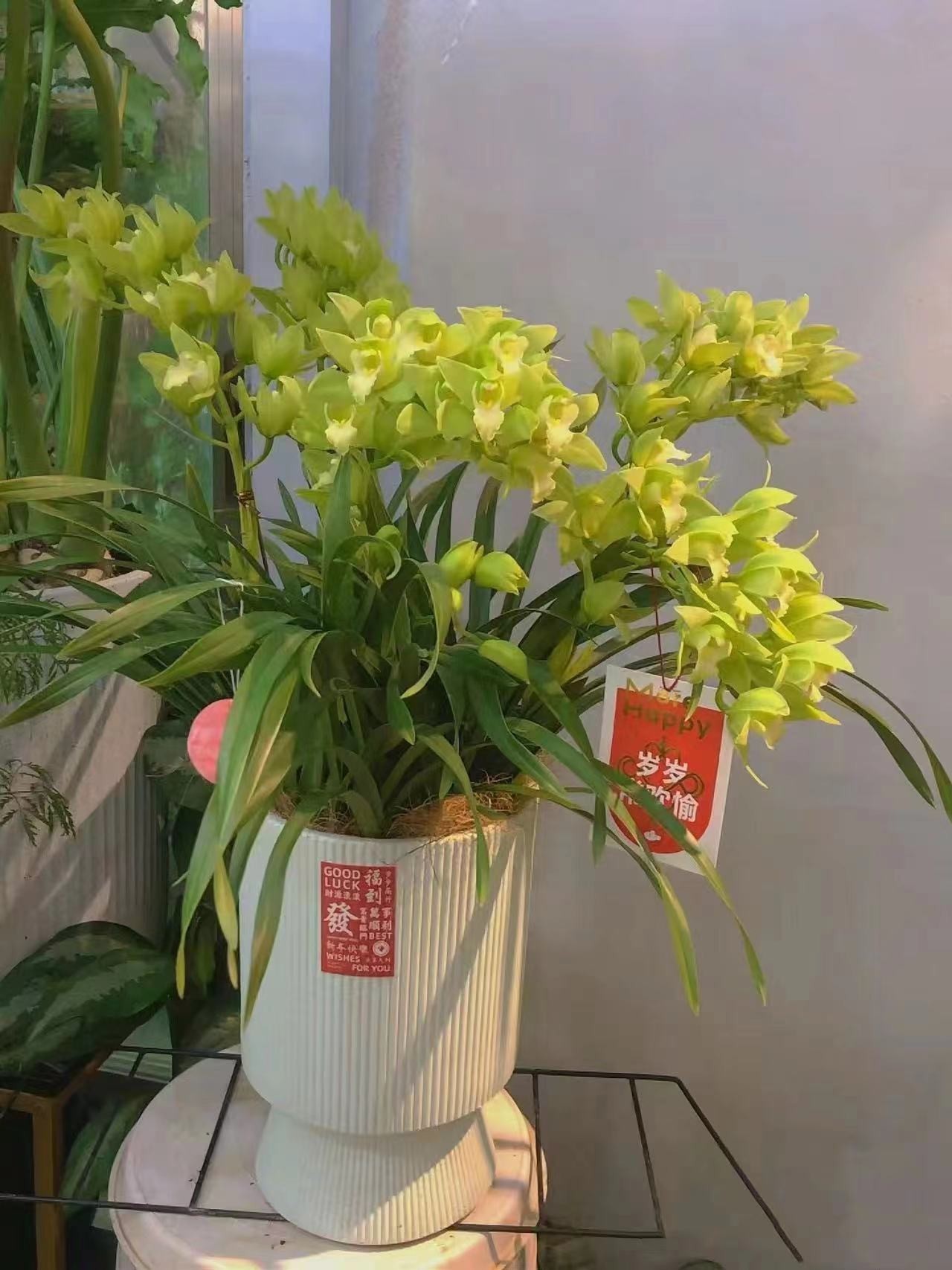F【绿翡翠】香水香兰开花大开花香室内种植花香飘满屋进化空气