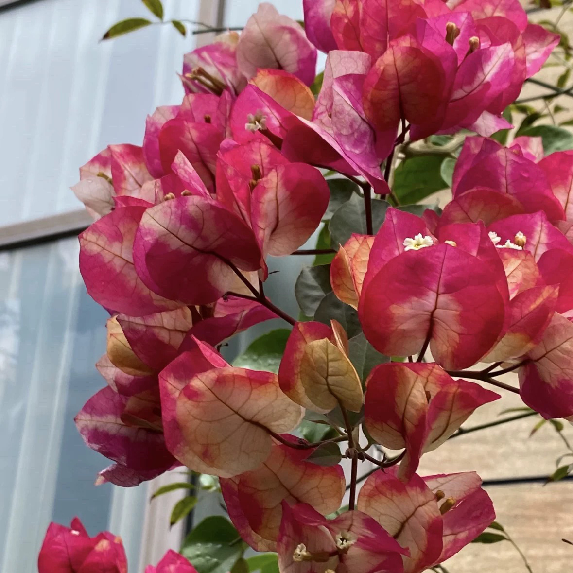 印度画报高款#一树多色复色花三角梅