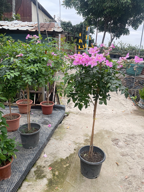粉色陵峭花 全年开花多年生植物 花有清香味