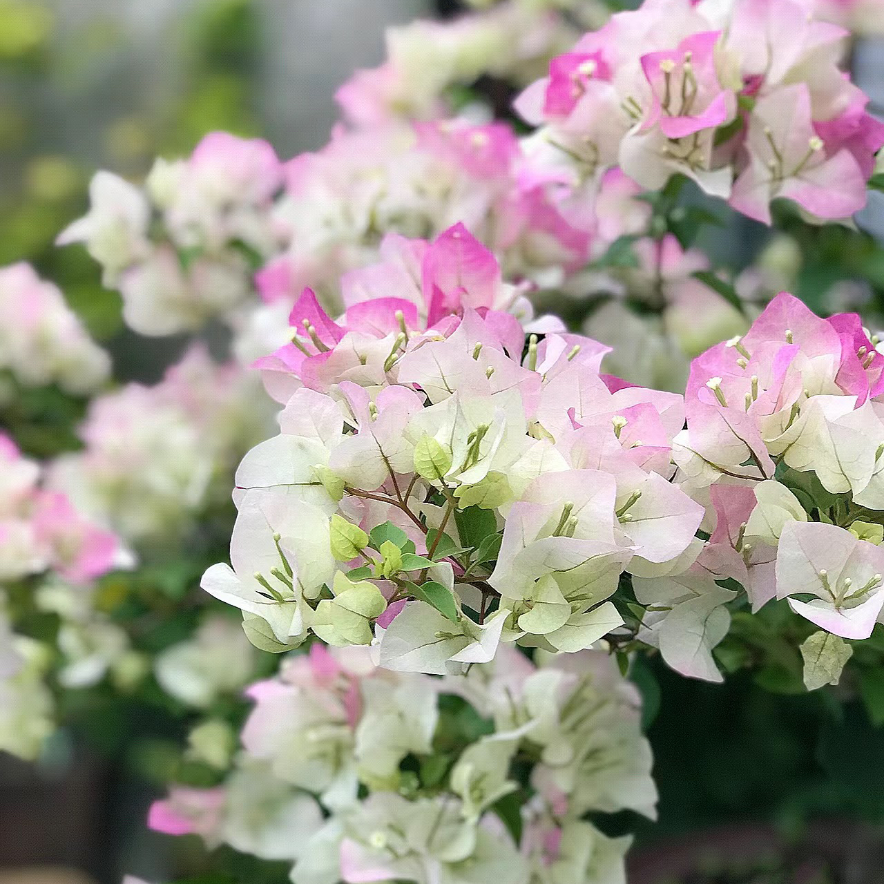 【语沫花卉】三角梅一物一拍直播间为准