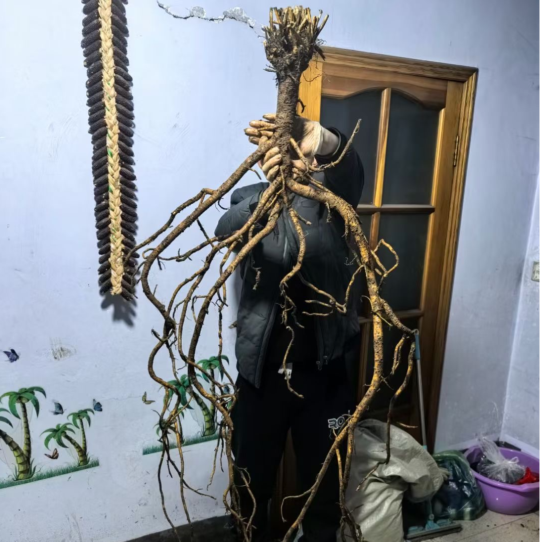 【黄旗八珍】长白山黄芪 玉竹 党参 人参 枸杞 大枣 10g