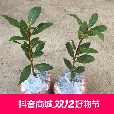 香叶树苗盆栽地中海月桂树食用调料树阳台庭院花卉绿植南北方种植