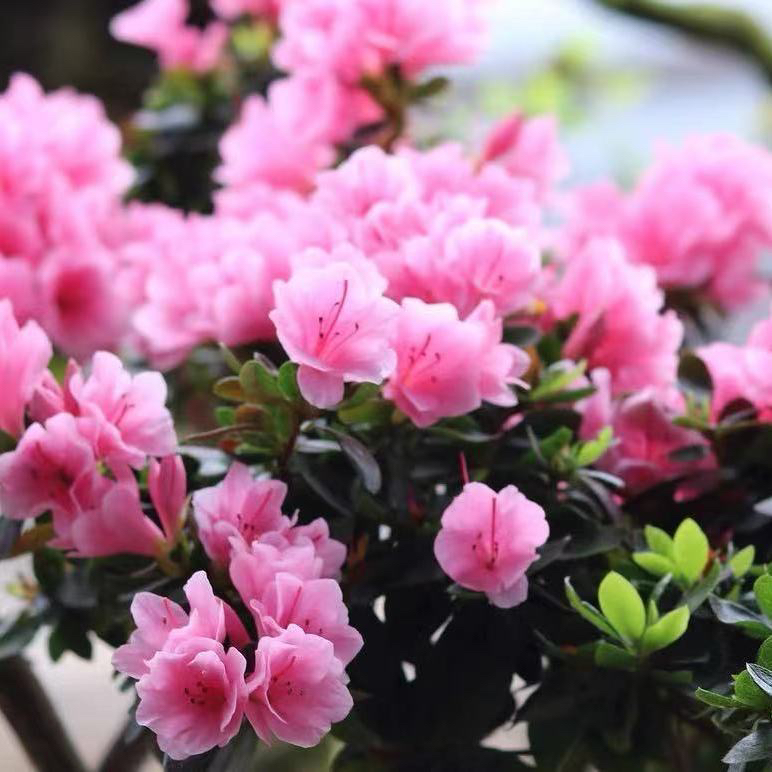 粉色杜娟稀有品种腊腊杜鹃耐寒耐热四季常开杜鹃花