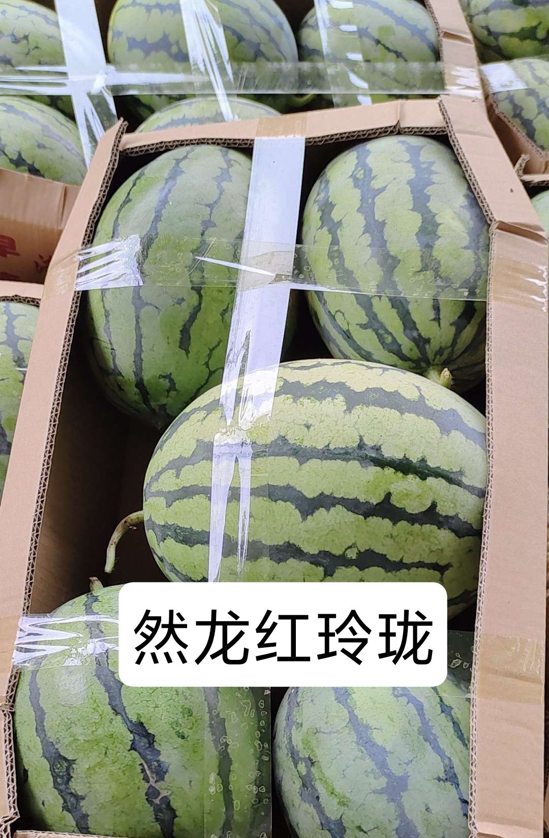 然龙红玲珑西瓜种子200粒/袋红肉