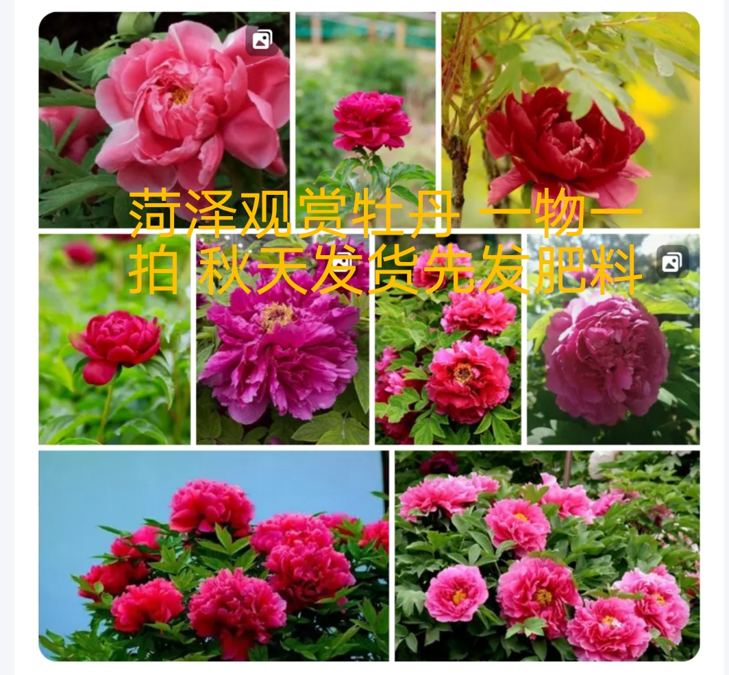 菏泽精品观赏牡丹 一物一拍