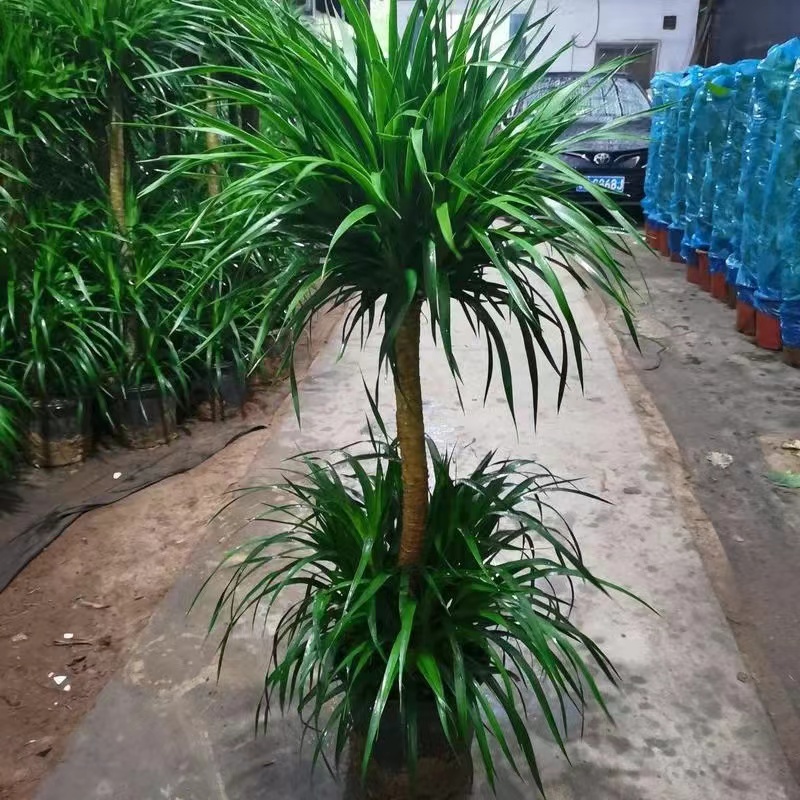 龙血树好养大型绿植盆栽好养办公室室内含瓷盆免费送货