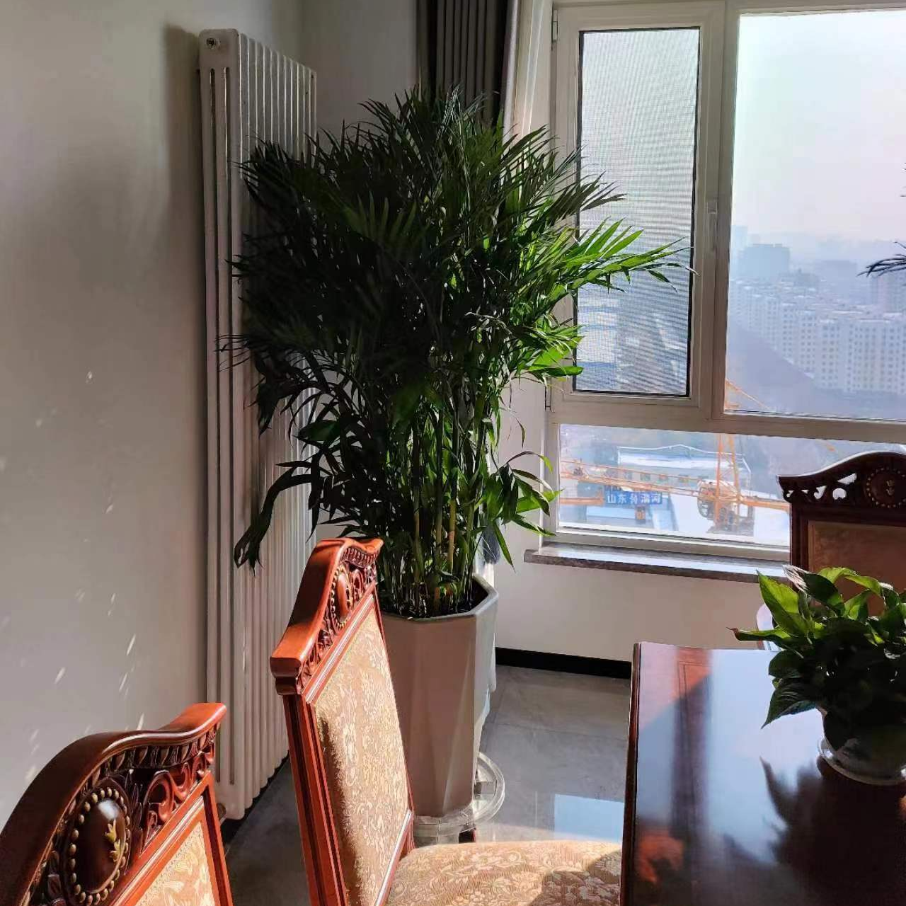 夏威夷椰子含瓷盆节节高办公室家庭四季常绿耐养好活免费配送