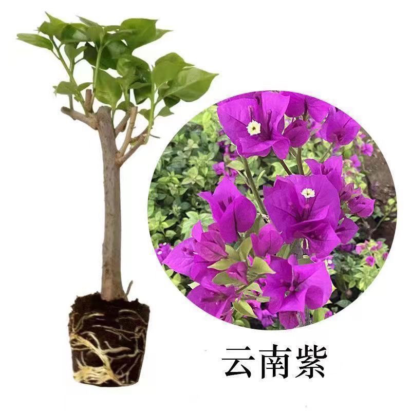 （买三送一）三角梅勤花懒人盆栽四季室内庭院阳台耐寒三角梅直发