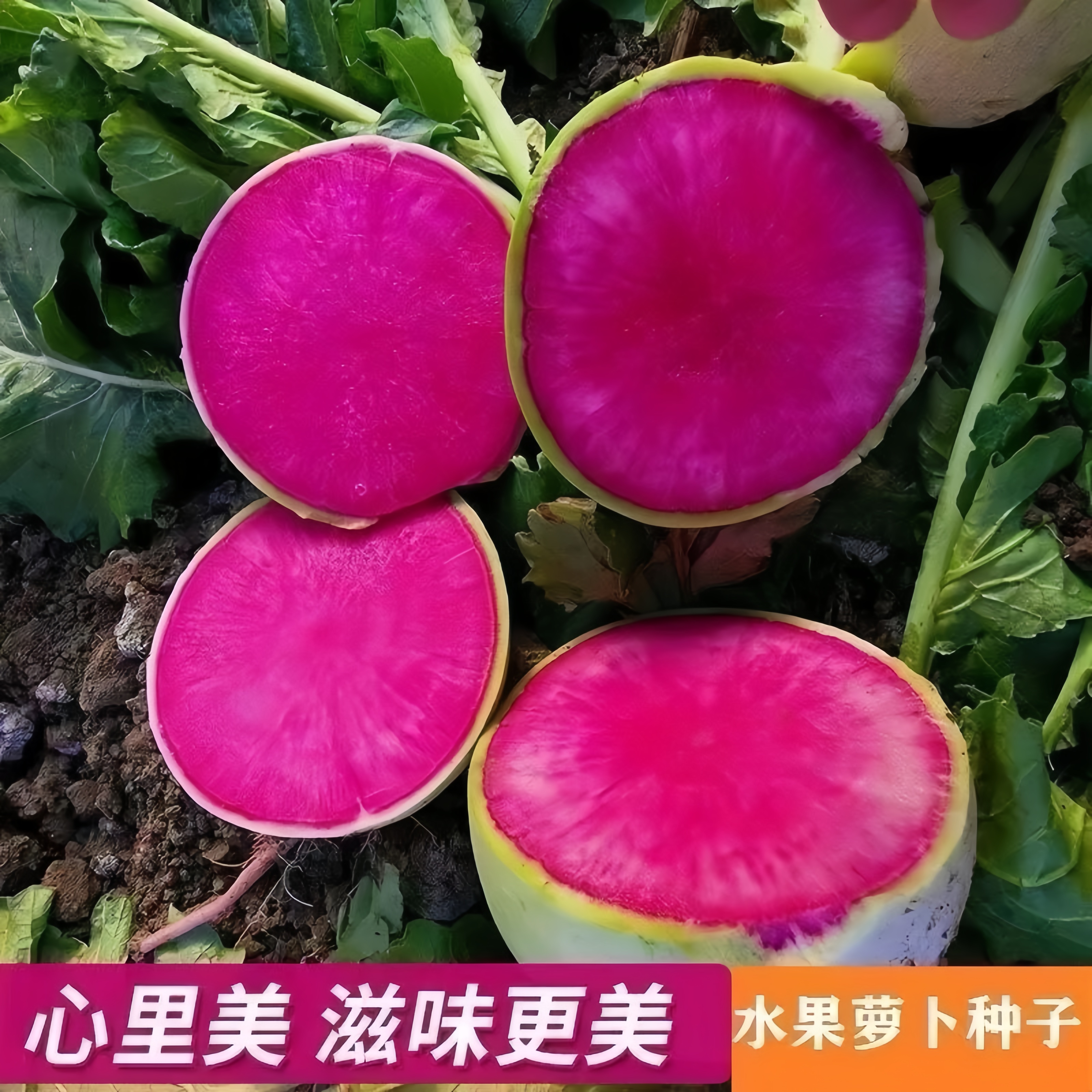 【全店满五元包邮】心里美红心萝卜种子籽孑四季耐热耐寒红紫