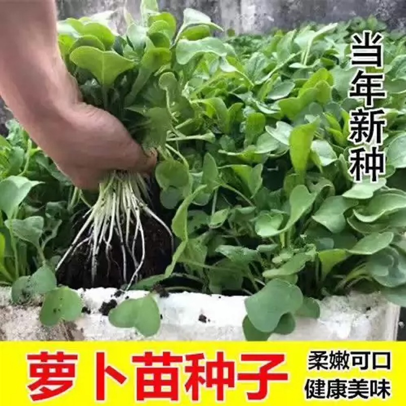 【全店满五包包邮】苗用萝卜种子小青菜萝卜苗专用种春季四季播阳
