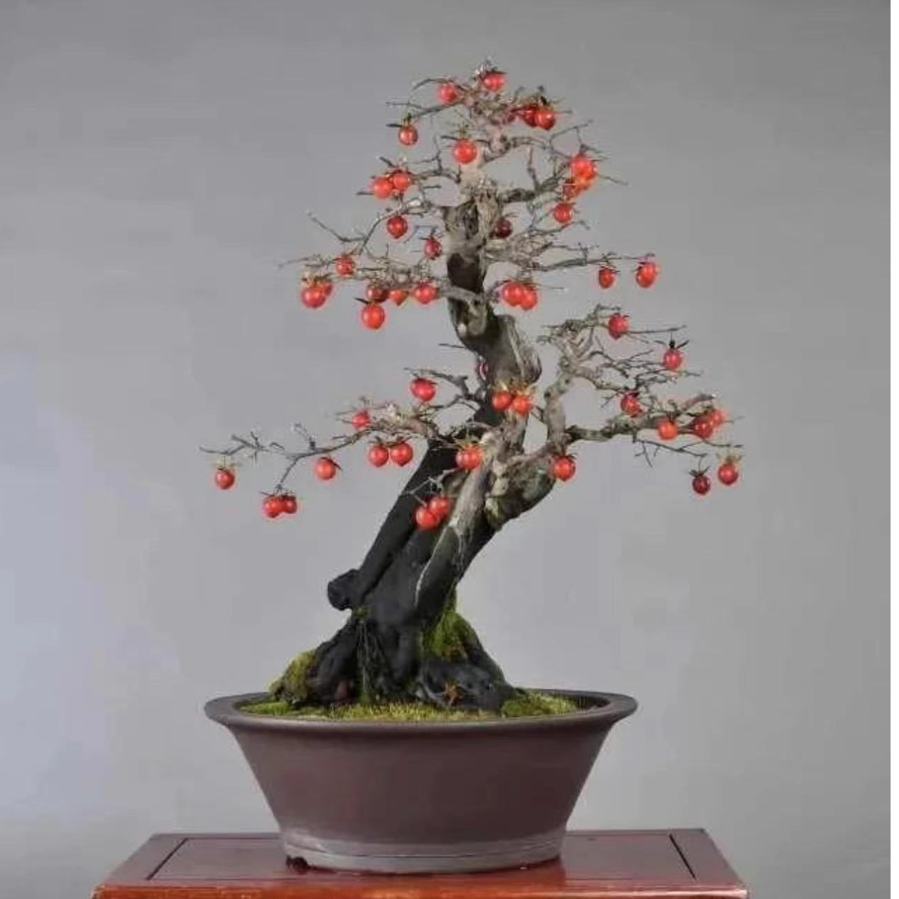 老鸦柿桃金娘观果类盆栽（直播专用链接，私拍不发货）绿植盆栽植物