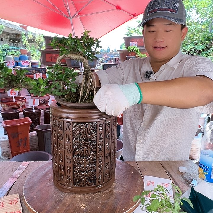 紫砂20CM（含）-50CM（不含）