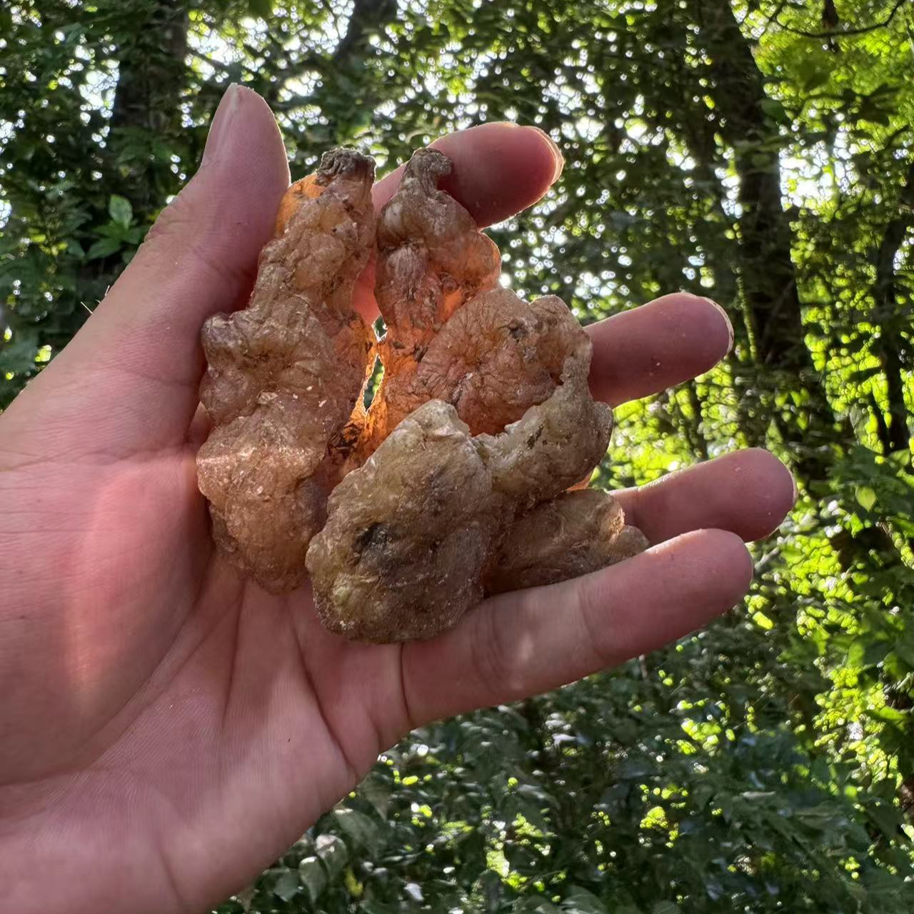 1【玉-精-灵】净含量250g-1000g【黄老师现收】