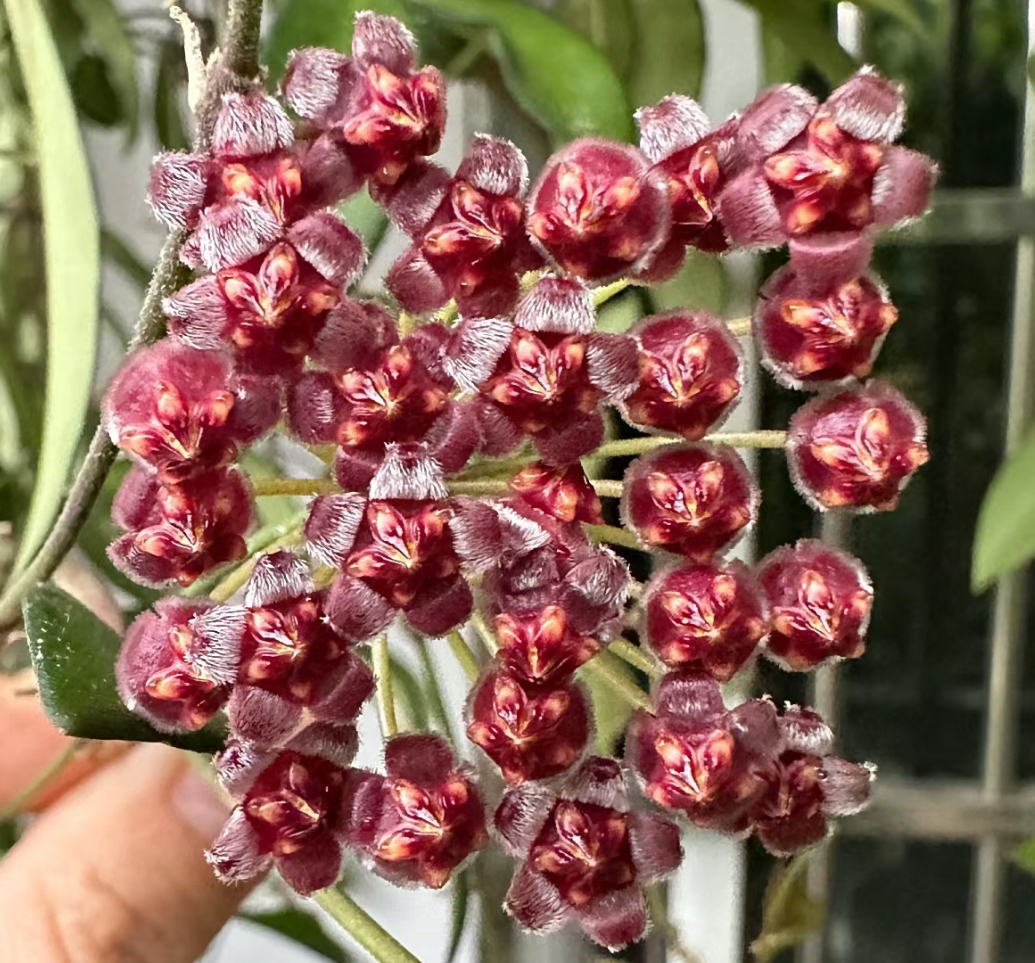 [青巷里]罗斯塔球兰好养室内懒人花卉阳台温差大会变颜色