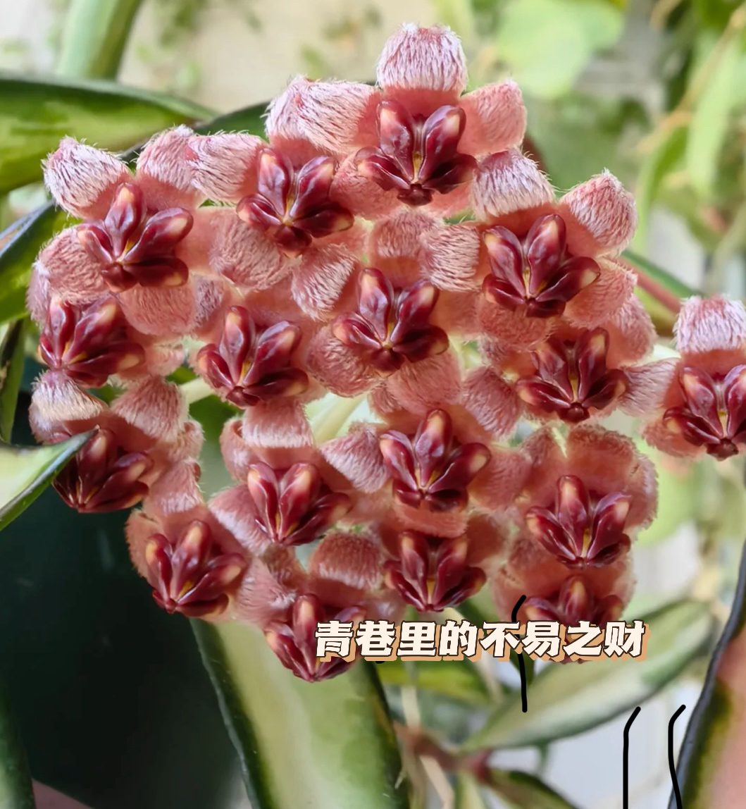 ［青巷里］冰糖球兰阳台好养大苗吊兰