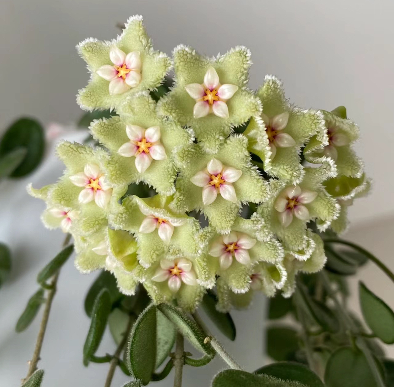 原种匍匐球兰 (Hoya serpens) 小叶片室内绿植阳台植物小清新