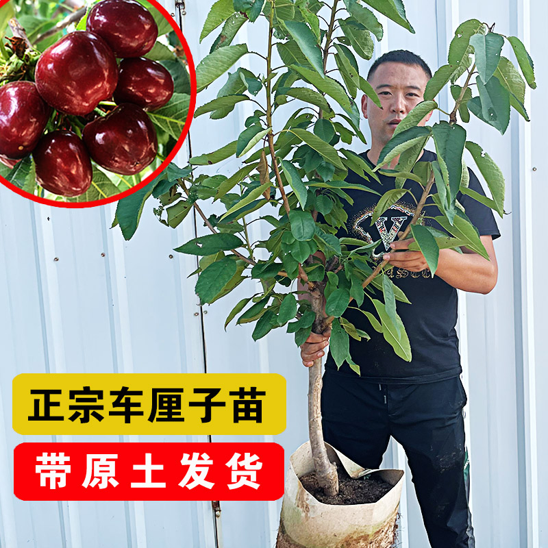 【原土原盆带叶发货】车厘子树苗南方北方种植盆栽地栽