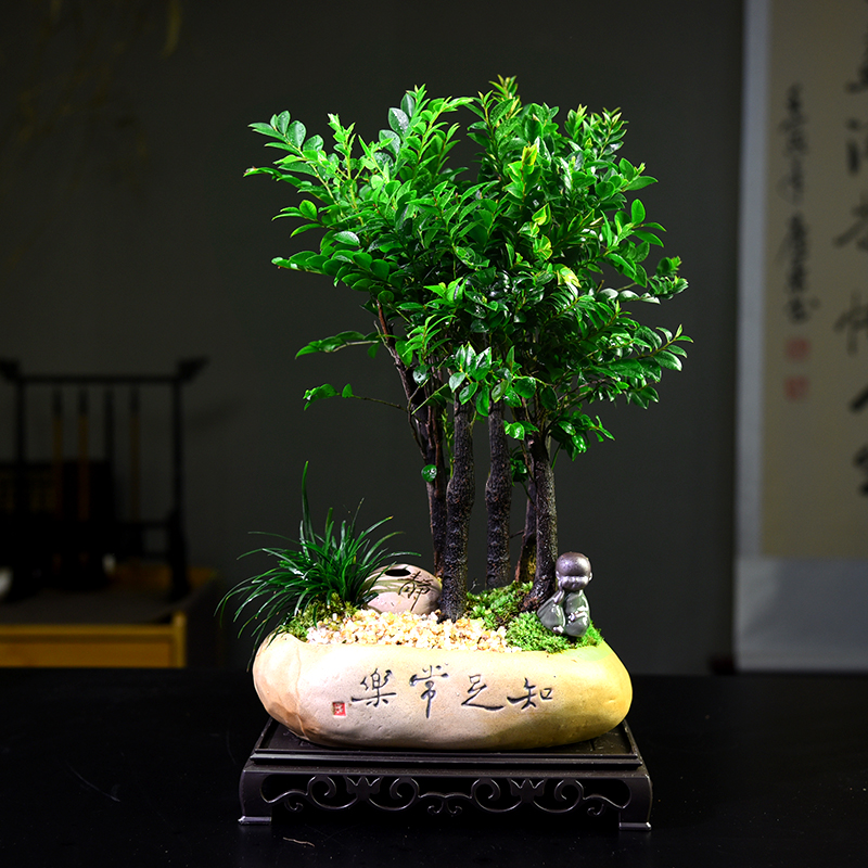 小叶紫檀禅意中式文人盆景盆栽室内茶室茶桌书房庭院四季好养