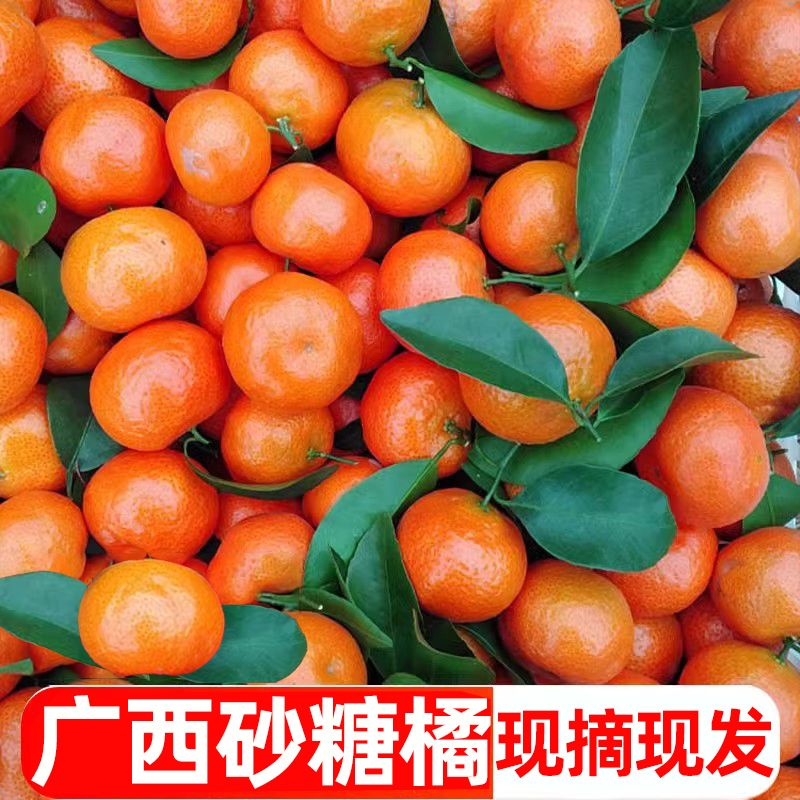 正宗现摘现发广西薄皮桔子砂糖橘小橘子1-9斤甜柑橘沙糖桔水果