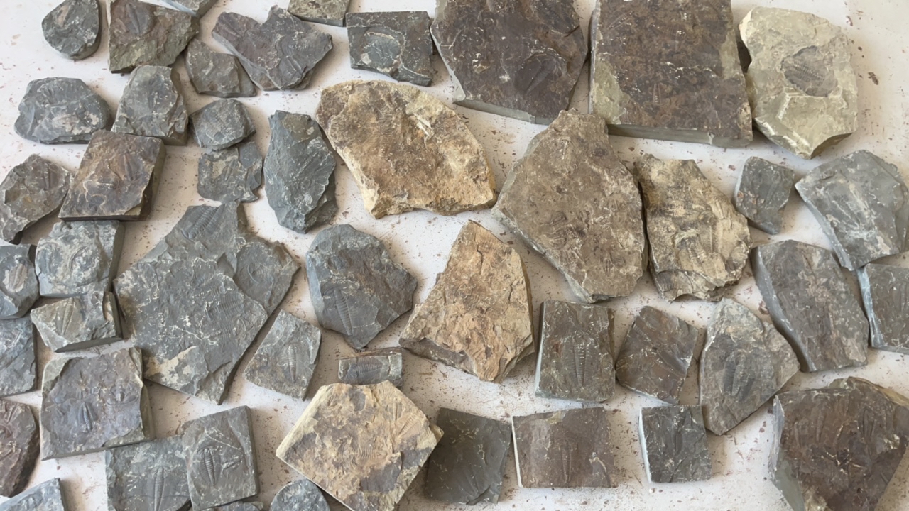 居家工艺品摆件，纯天然工艺品三叶虫，一物一拍