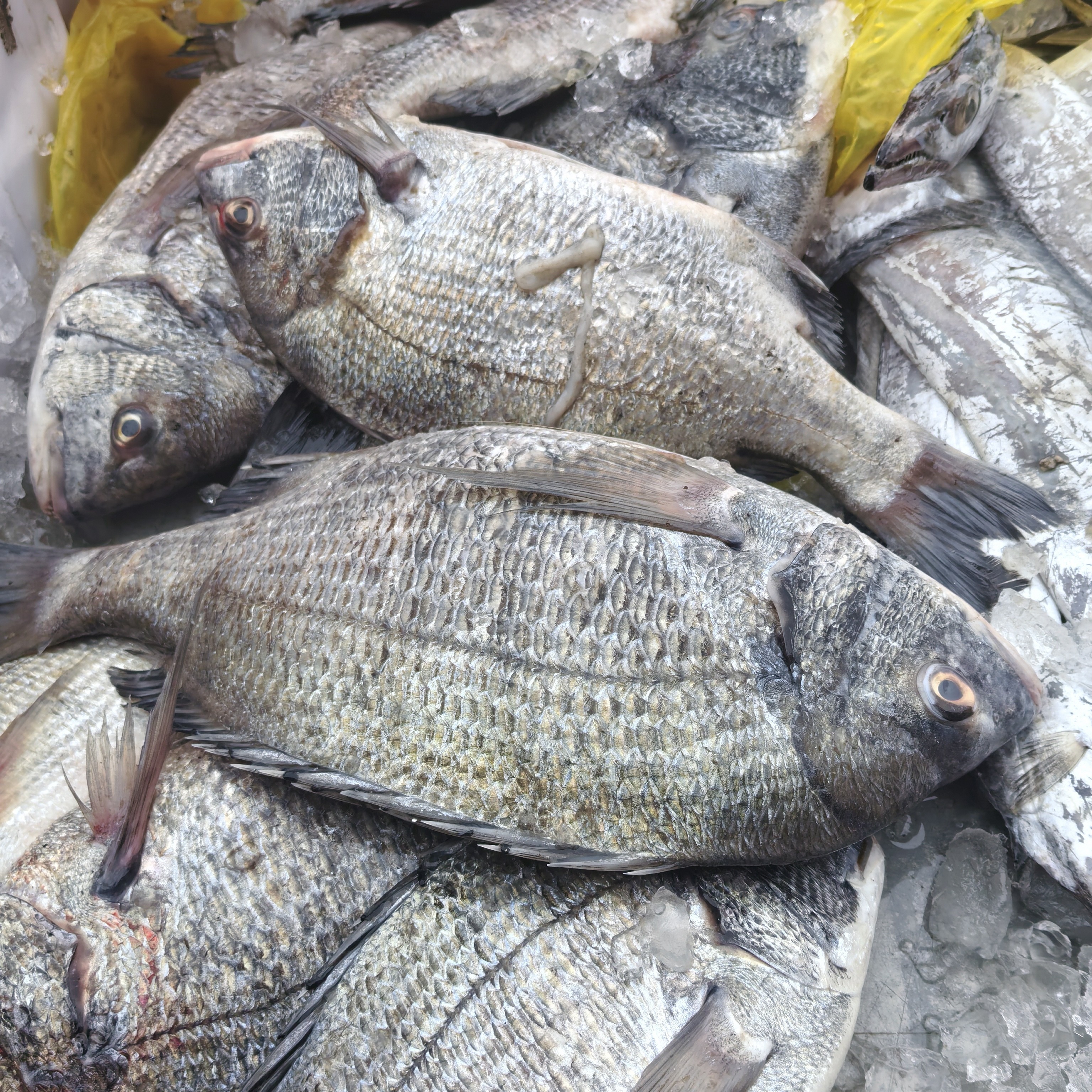 黑雕2.5斤福建连江北茭东海野生