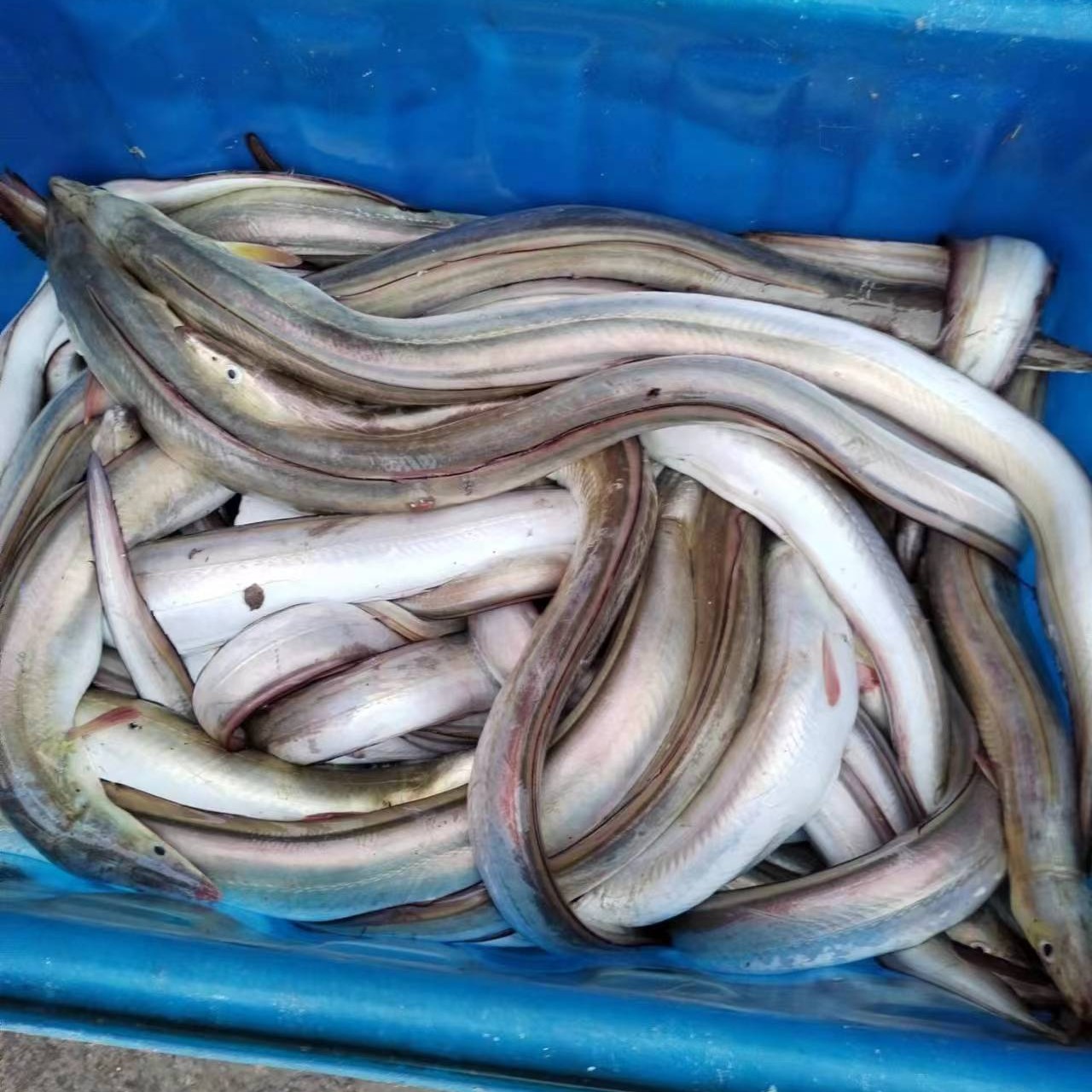 黄鳗鱼6.6斤1只（默认去肚切2段） 福建连江东海野生