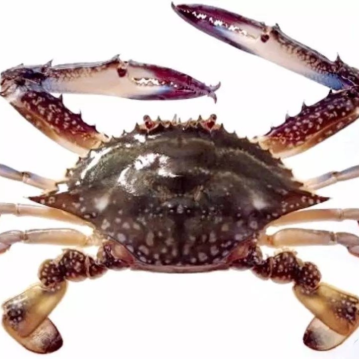 【冻蟹】-丹东-梭子蟹(二公)-2斤-6只-单只3两