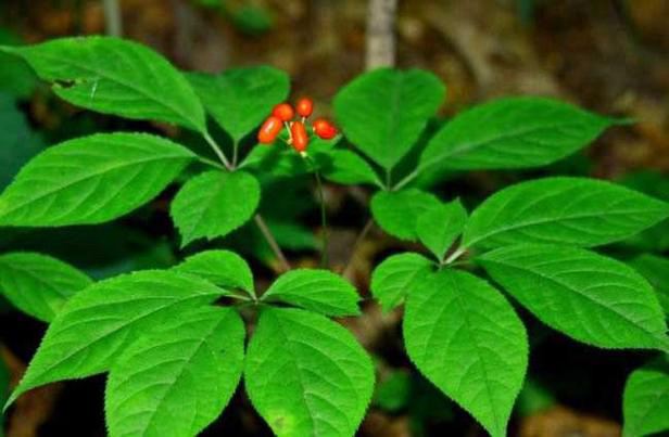 长白山脉 野山参 改价链接 一物一拍