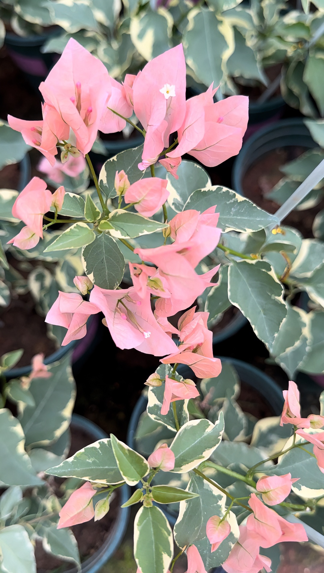 【瑞灿三角梅园艺】马斯原生苗赏花观叶爬藤植物盆栽绿植花卉造型