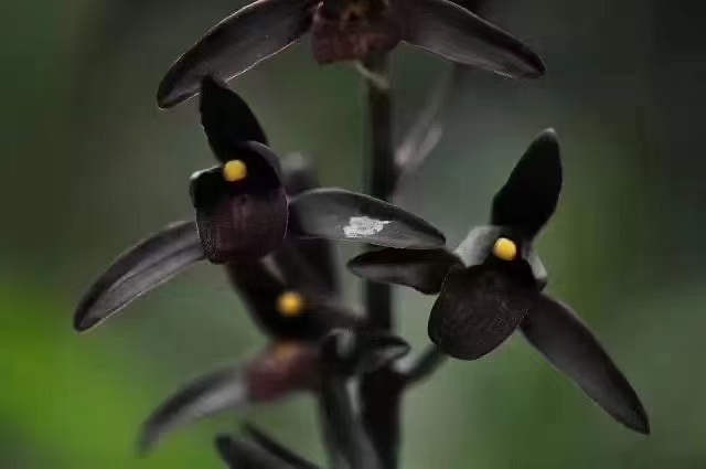 墨兰埃及艳后花卉绿植