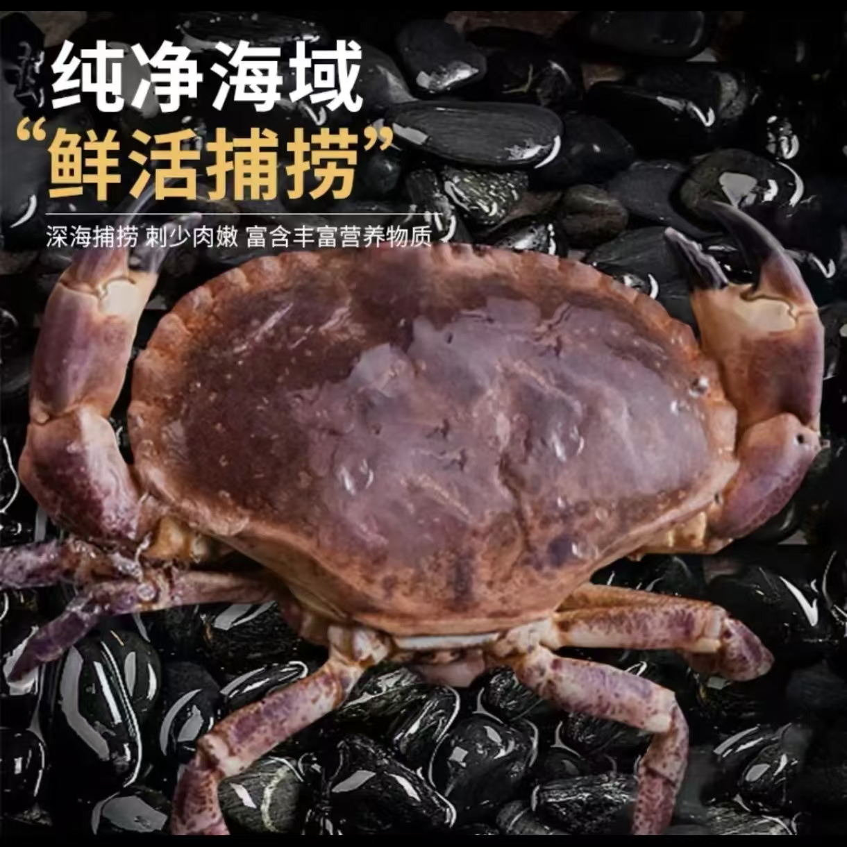面包蟹包活体速冻生动海鲜水产/顺丰发货